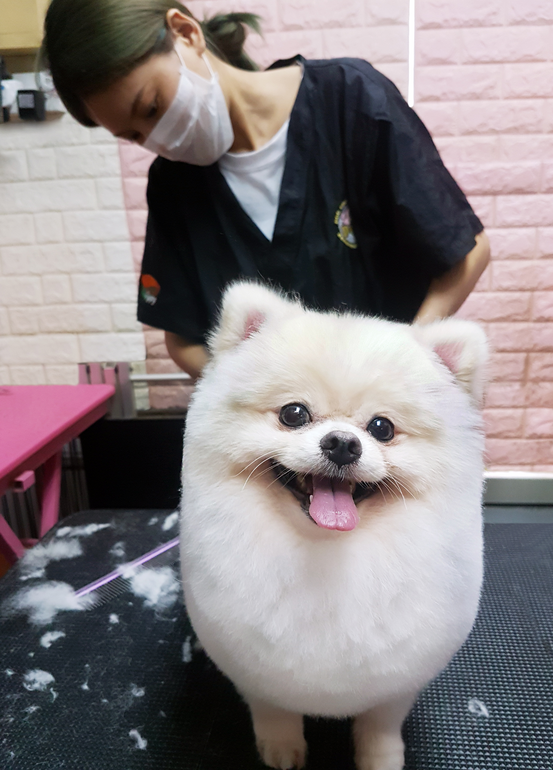 Published Pet’s Lagoon grooming photograph