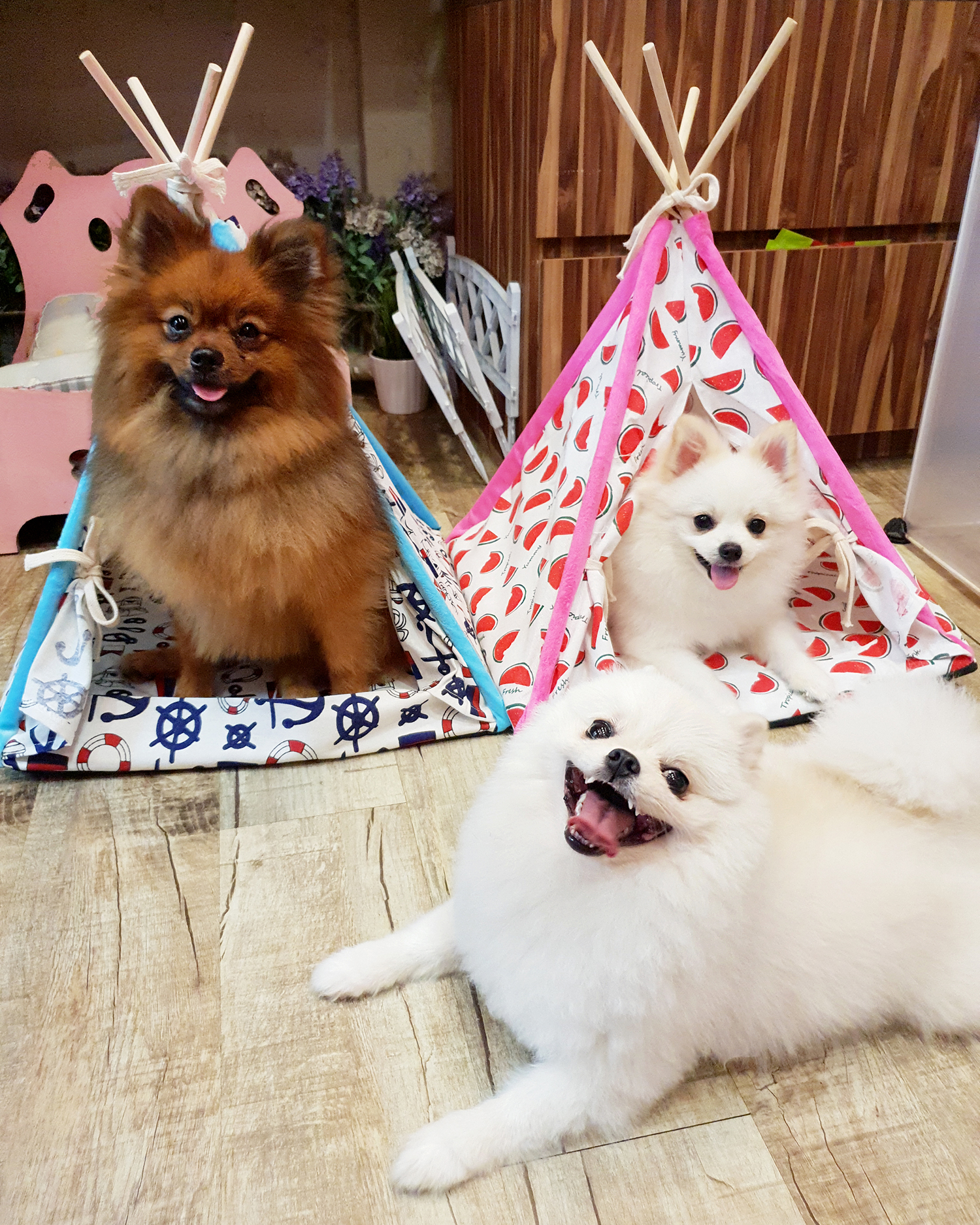 Dogs together in Pet’s Lagoon’s published hotel photograph