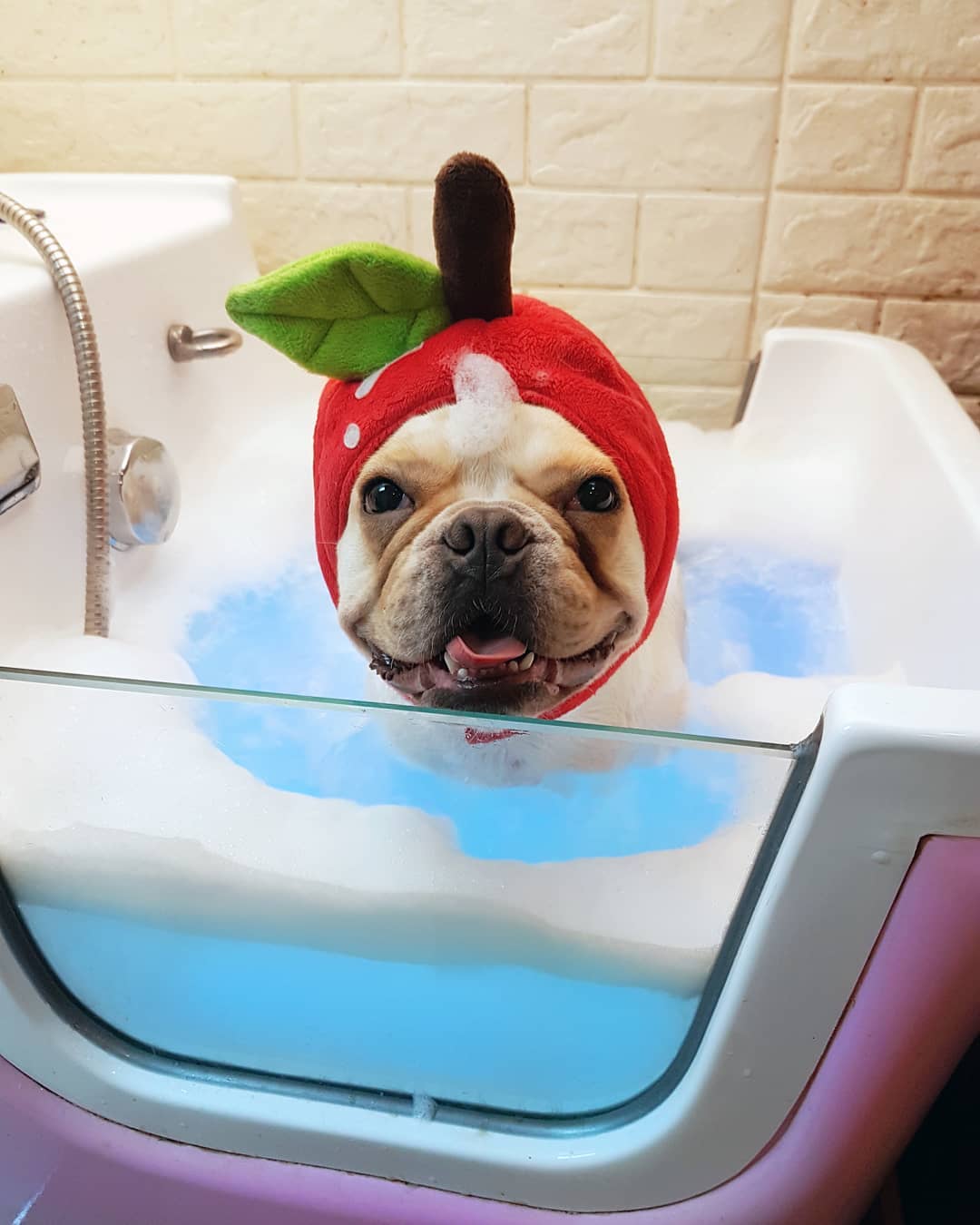 Pug during a published Pet’s Lagoon spa session